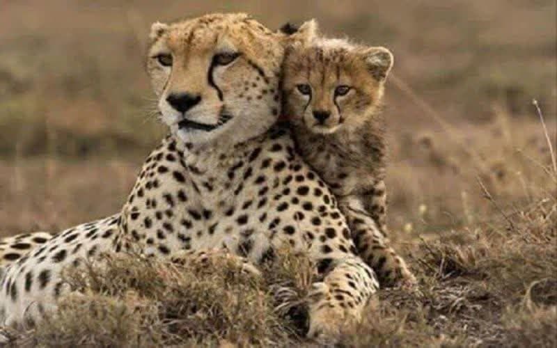 معاون رییس جمهور: تأمین طعمه و ایمن‌سازی جاده‌ها اولویت نجات یوز ایرانی است
