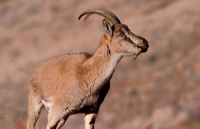 تشنگی، کل و بزهای کوهی تشنه را به روستای «کره» در شهرستان دنا کشاند