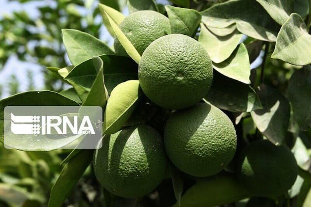 برداشت مرکبات مازندران با نارنگی زودرس آغاز شد