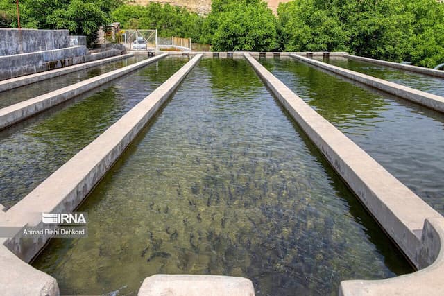 تولید خوراک آبزیان در کهگیلویه و بویراحمد؛ از وابستگی به واردات تا صادرات به خارج