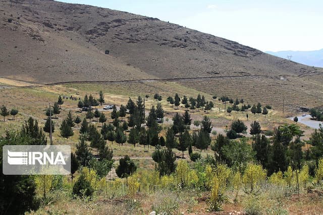 جریمه ۷۰ میلیارد ریالی برای عامل قطع درختان جنگلی شهرستان نمین