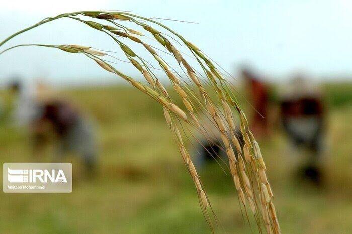 عضو کمیسیون کشاورزی مجلس: واردات برنج در بازه برداشت شالی ممنوع است