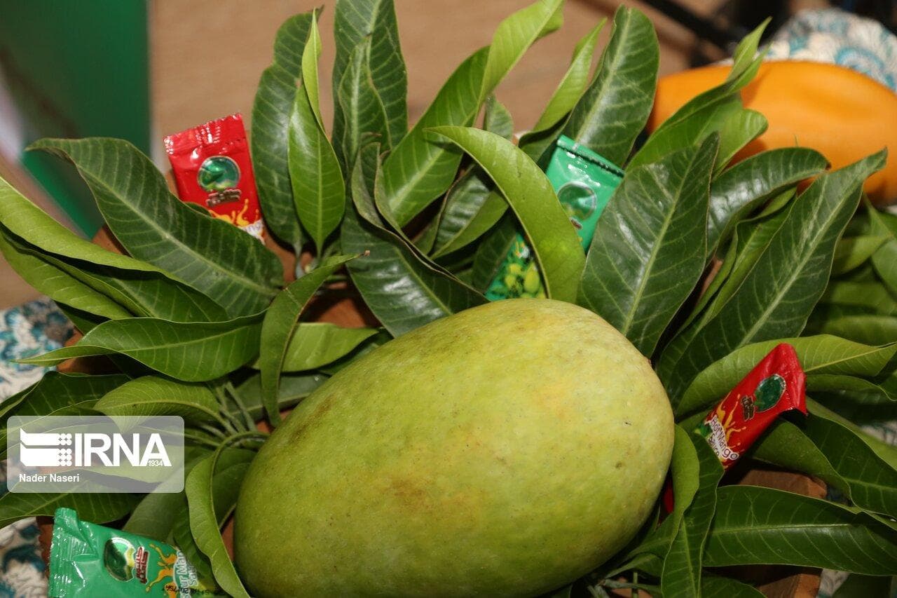 جشنواره‌ای از عطر و طعم‌ انبه و یاسمین‌گل در میناب هرمزگان