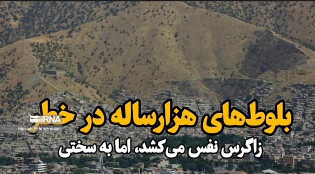 فیلم| بلوط‌های هزارساله در خطر؛ زاگرس نفس می‌کشد، اما به سختی