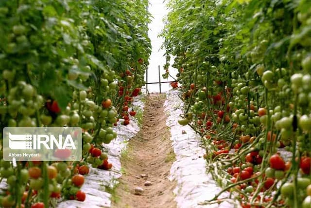 تحول در گلخانه‌های شیروان با افزایش تولید به چهار هزار تن