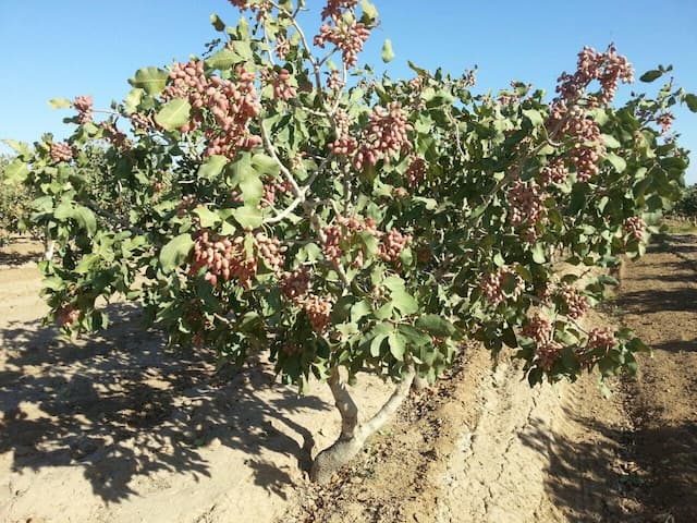هشدار کارشناسان درباره خشکسالی و برداشت بی‌رویه میوه‌های جنگلی در کهگیلویه و بویراحمد