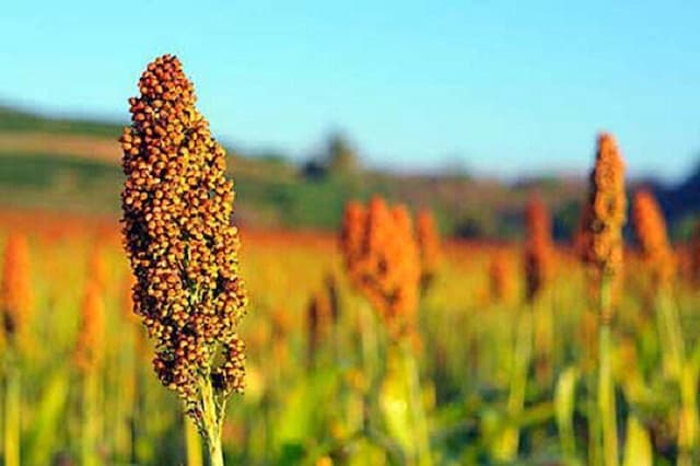 کشت ذرت خوشه‌ای؛ راهبردی برای عبور از چالش خشکسالی و تامین علوفه