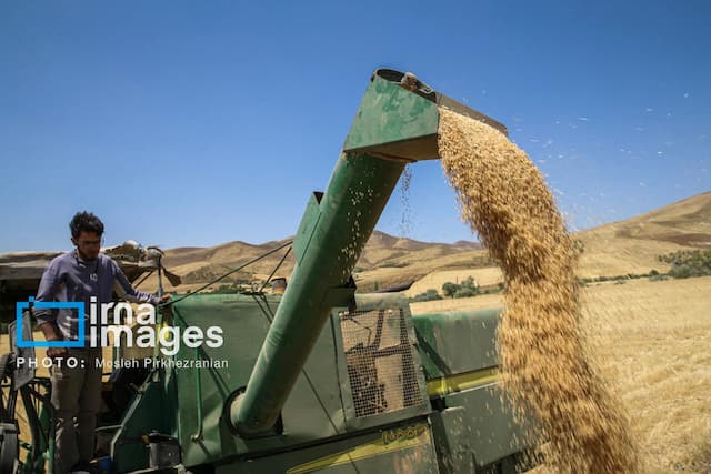 ۸۰ درصد مطالبه گندمکاران آذربایجان‌غربی پرداخت شده است