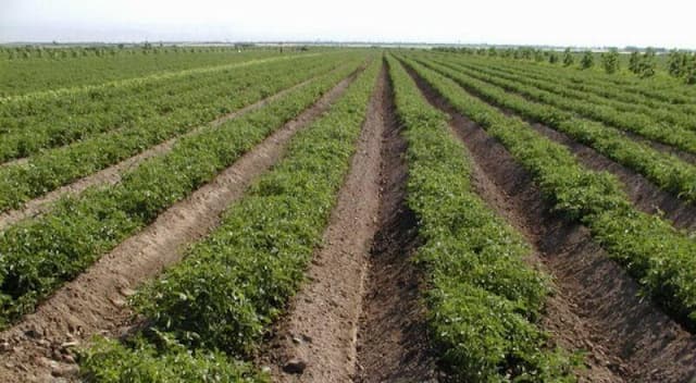 ۱۵۰۰ هکتار از مزارع استان بوشهر زیر کشت پائیزه گوجه فرنگی رفت
