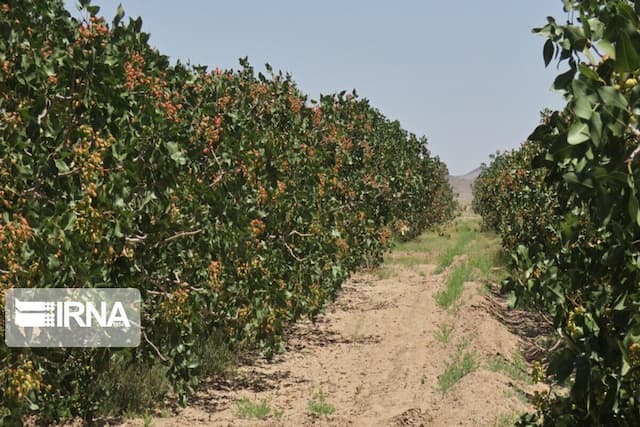 کشت پسته در ابرکوه یزد، راهکار مدیریت منابع آب