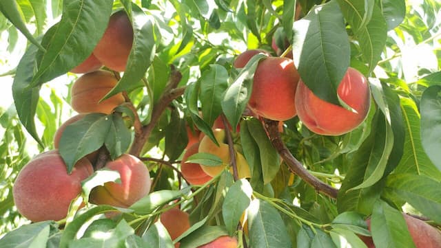برداشت هلو از باغات چهارمحال و بختیاری؛ محصولی شیرین با دغدغه‌های تلخ بازار و فرآوری