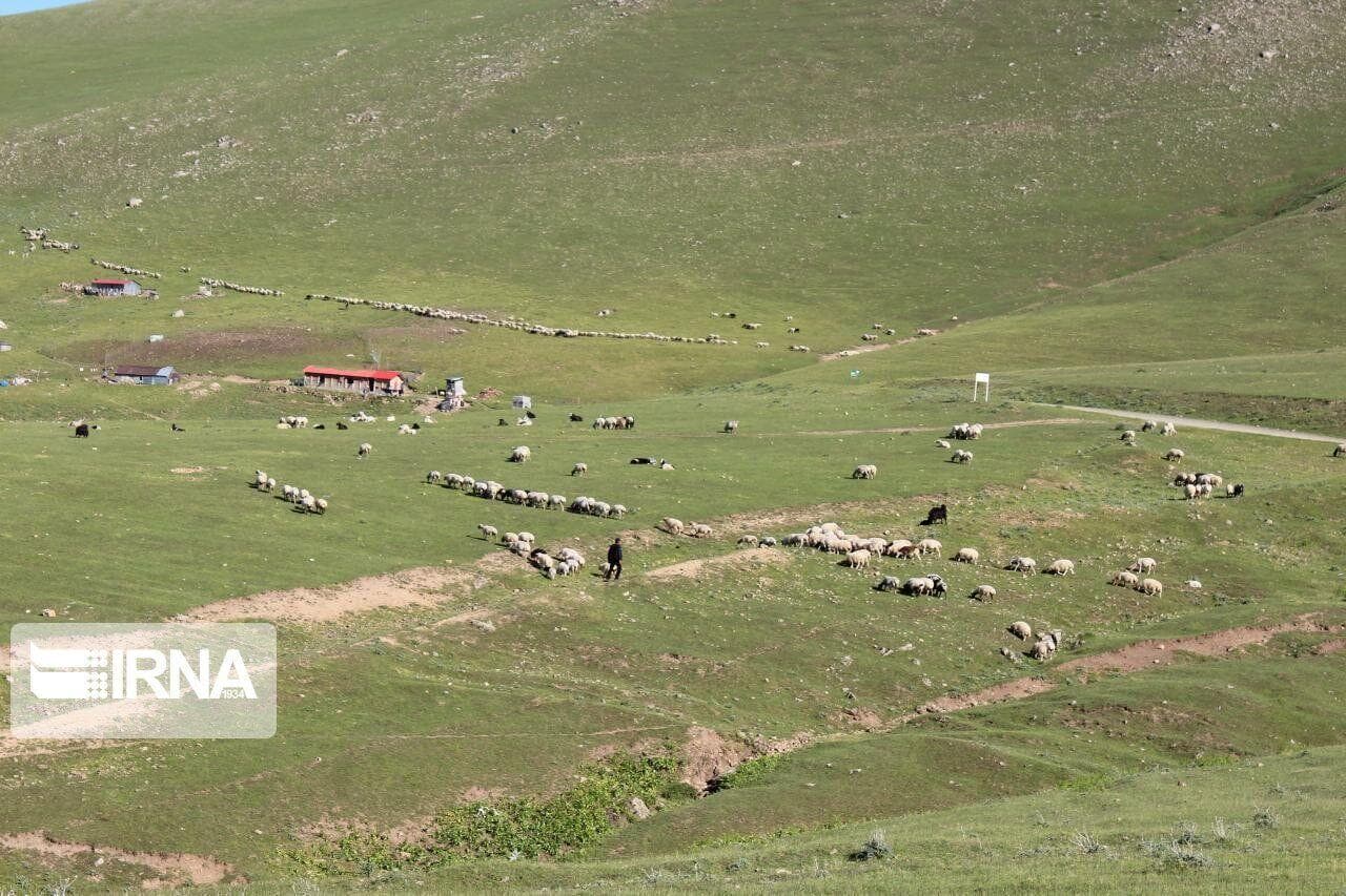 چرای بدون پروانه دام در مراتع الیگودرز ممنوع است