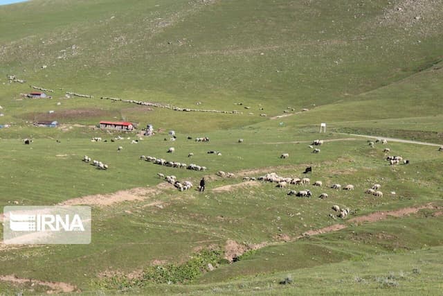 چرای بدون پروانه دام در مراتع الیگودرز ممنوع است