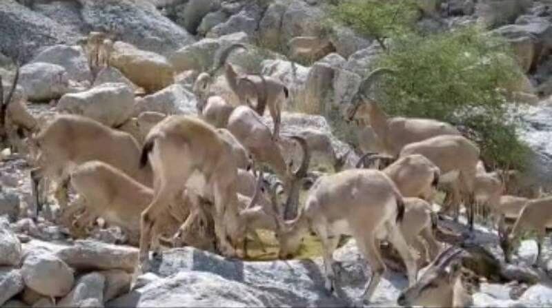 فیلم| آبشخورها؛ راهکاری برای رفع تشنگی حیات‌وحش در مناطق حفاظت‌شده گچساران