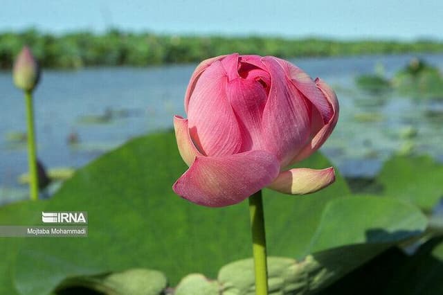 «اوتی تی» جشنی برای شهر تالابی ایران