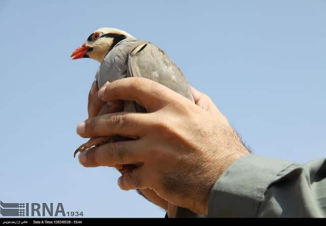 ۱۴ قطعه کبک وحشی در سقز از متخلفان کشف و ضبط شد