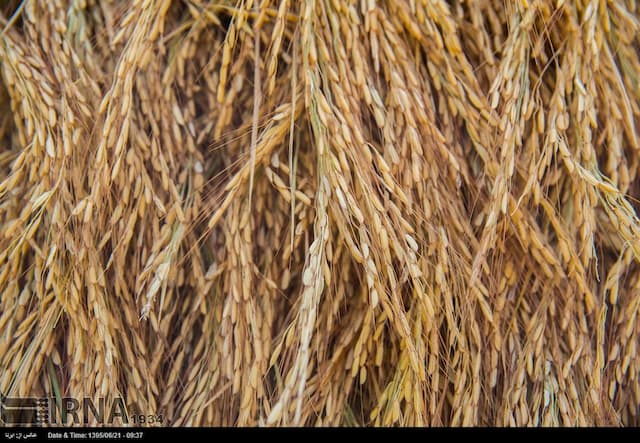 هشدار جهاد کشاورزی بابل به احتکارکنندگان برنج