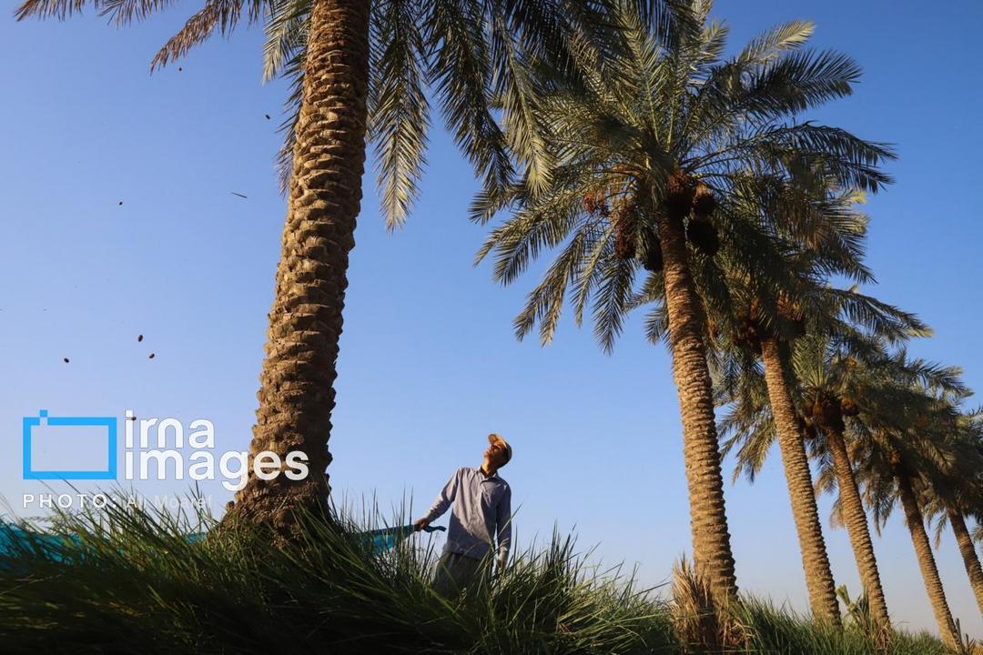 برداشت خرما از نخلستان های کارون