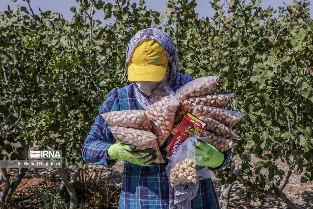فیلم| برداشت پسته در خوشاب خراسان رضوی