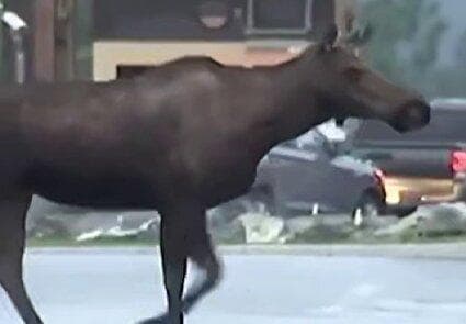 ببینید / گشت و گذار گوزن‌های وحشی در محل برگزاری اجلاس ترامپ و پوتین در آلاسکا