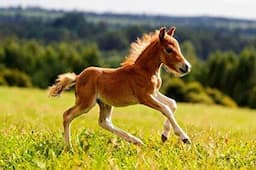 ببینید/ نجات اسب گرفتار از چاه ۱۸ متری