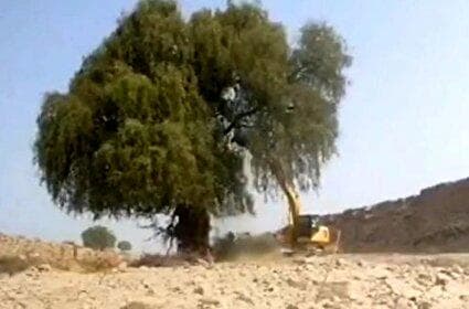 ببینید / فاجعه درخت‌کُشان در هرمزگان به بهانه کاهش خطر سیل