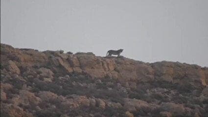 ببینید / ثبت تصویری کم‌نظیر یک پلنگ ایرانی در منطقه حفاظت‌شده مردمی سادول