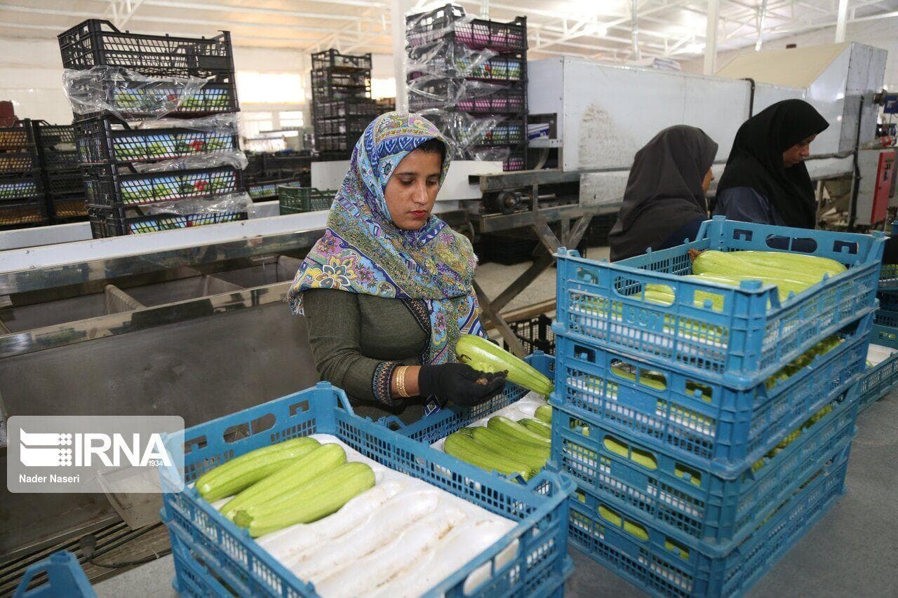 صدور ۲۵ مجوز بی‌نام کشاورزی در خراسان‌شمالی؛ دریچه‌ای نو به سوی سرمایه‌گذاری