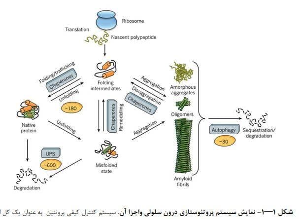 شناسایی جهش پروتئینی که باعث آب مروارید و نابینایی می‌شود