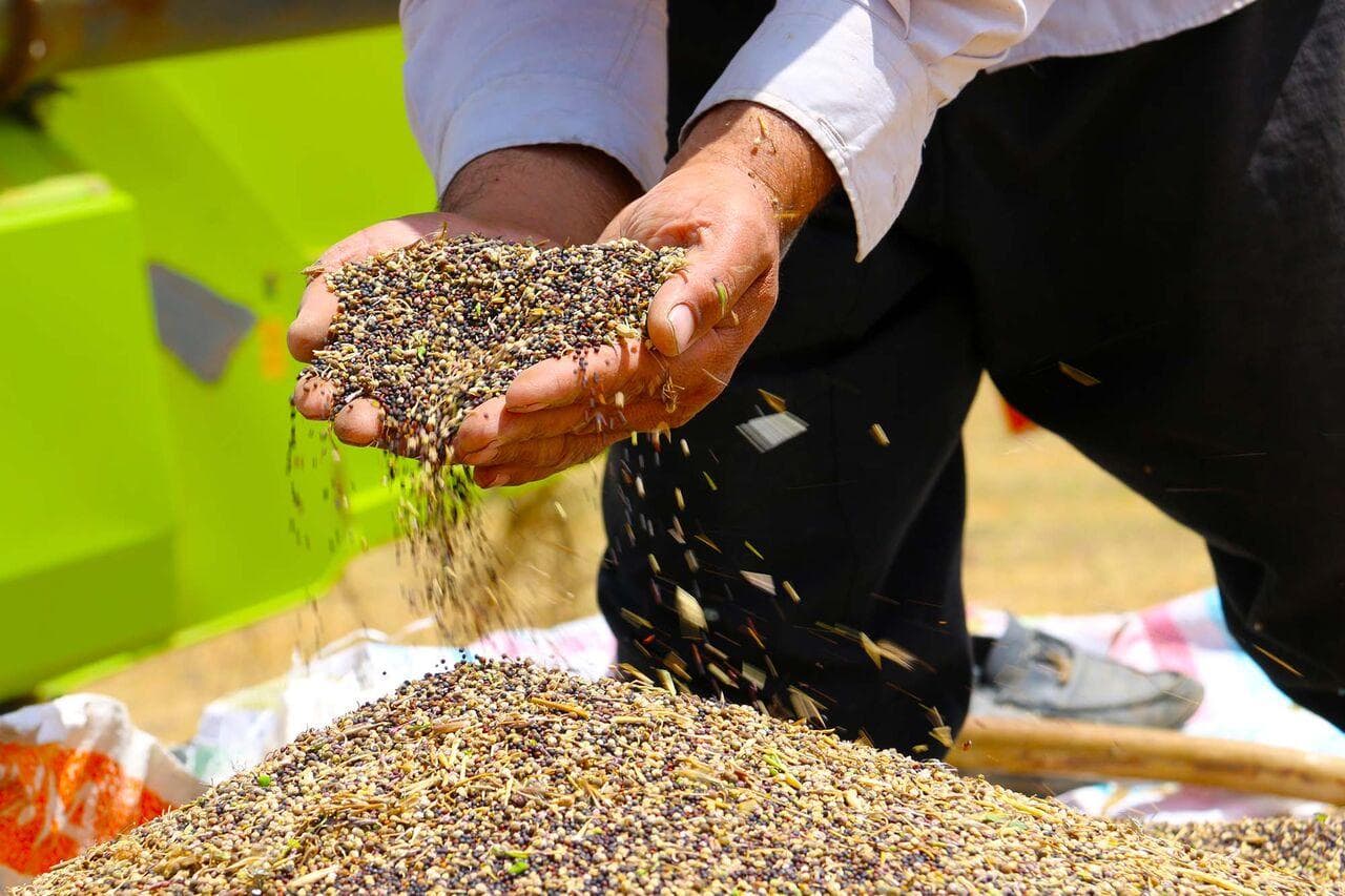 خرید تضمینی ۲ هزار و ۱۵۰ تن کلزا در آذربایجان شرقی