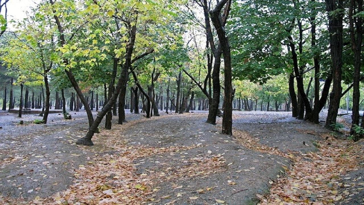 اقدامات جامع برای مقابله با سوسک پوستخوار در بوستان چیتگر