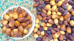 محصول شیرین نوبرانه نخلستان‌های کازرون به بازار آمد + تصاویر و فیلم