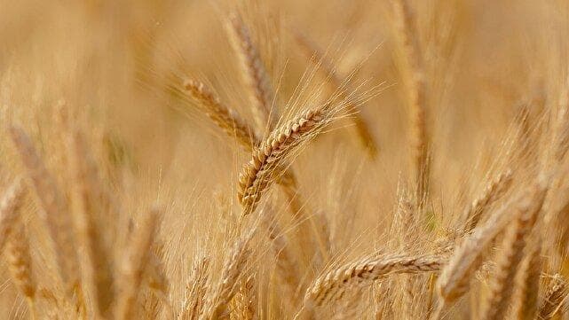 پرداخت ۴۸درصد مطالبات گندمکاران آذربایجان‌شرقی