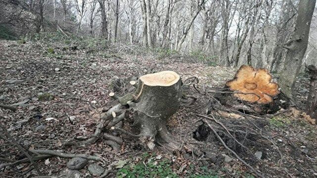 حال و روز ناخوش گردشگران از قطعی ۳۰۰ ساله درختان اردوگاه شهید هاشمی نژاد بهشهر