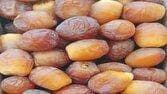 تولید سالانه نزدیک به ۵۷ هزار تُن رطب در فارس؛ صادرات بیش از ۱۳ میلیون دلار