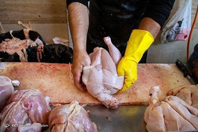 تداوم کاهش قیمت مرغ با استمرار افزایش عرضه