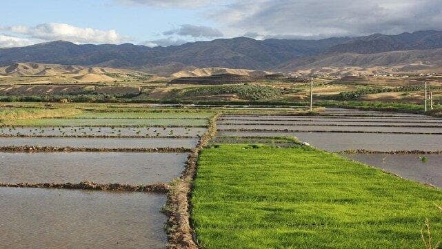 یک فنجان آب، یک دانه برنج!