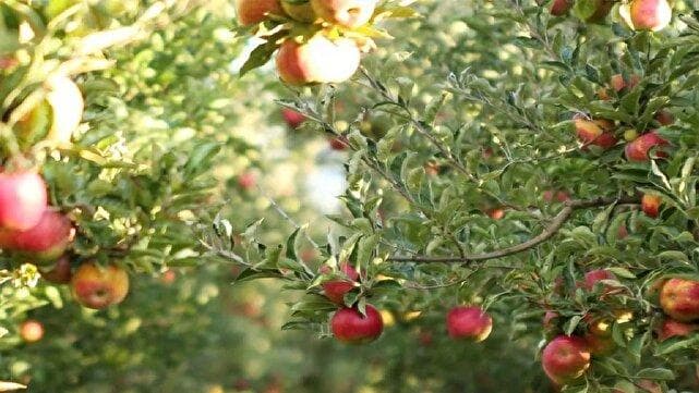 قطب انجیر غرب کشور در خطر؛ باغ‌هایی که میان رونق و نابودی می‌جنگند