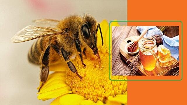 آذربایجان‌غربی پایتخت عسل کشور
