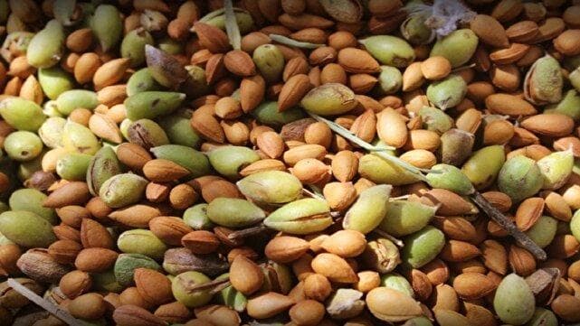 بادام ۱۲ هزار هکتار از باغات سامان چیده شد
