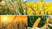 نرخ منطقی خرید تضمینی گندم چقدر است؟