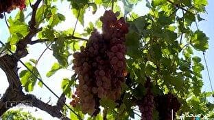 برداشت انگور پیش دست در تاکستان + فیلم