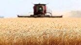 قیمت منطقی خرید تضمینی گندم بالای ۲۹ هزارتومان است