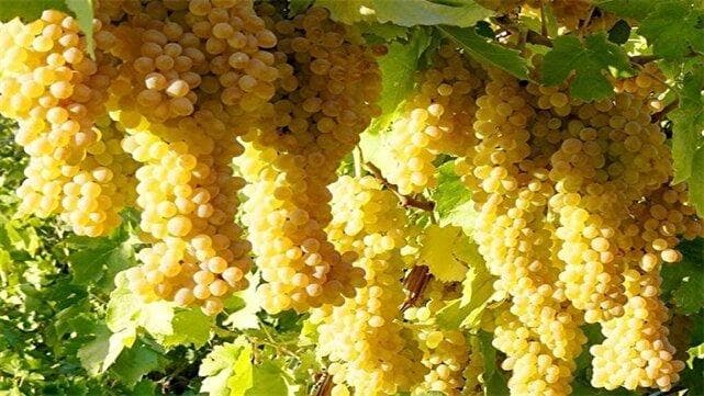 فیلمی از برداشت انگور از باغ های روستای جغدان