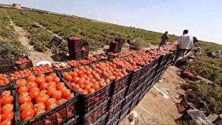 برداشت گوجه فرنگی در روستای جوهرین+ فیلم