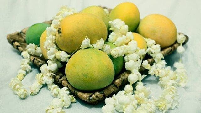 میناب میزبان یازدهمین جشنواره شکرگزاری انبه و یاسمین گل