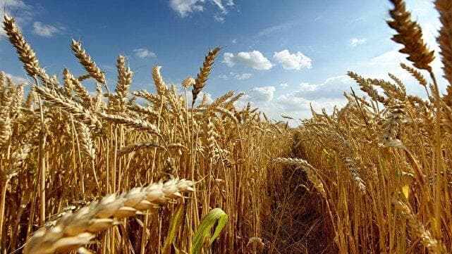 جهش تولید در دیمزارها؛ فرصتی برای افزایش امنیت غذایی لرستان در خشکسالی
