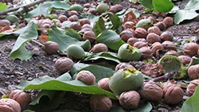 فیلمی از به بار نشستن درختان گردو در باغ‌های روستای جغدان