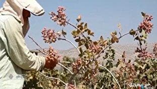 کارآفرینی زوج روستایی لرستانی از شالی تا پسته + فیلم