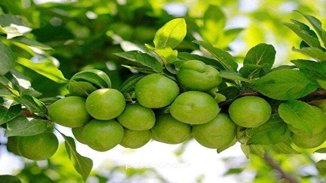 نمایی زیبا از شکوفه دادن درخت گوجه سبز در آخرین فصل تابستان